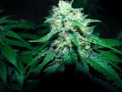 flo+48 white diesel