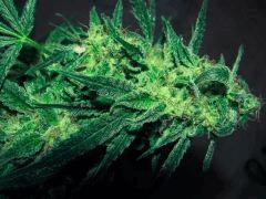 critical outdoor :))