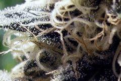 trichromes white diesel flo+44