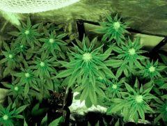 flo+21 white diesel & skunk#1