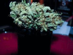 skunk :))