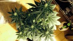 flo+18 meilleur phéno skunk#1