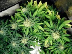 skunk#1 flo+44
