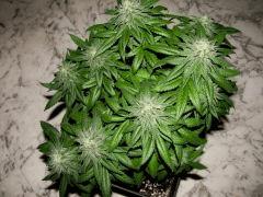 flo+48 white diesel