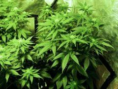 flo+21 skunk{1