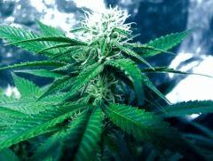 bud skunk# flo+26