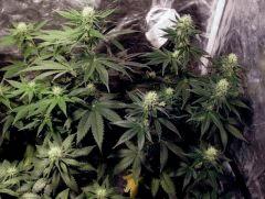 skunk#1 flo+26