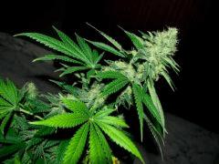 flo+48 skunk#1