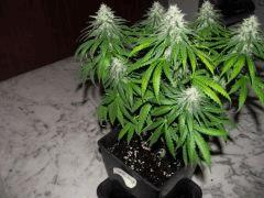 flo+48 white diesel