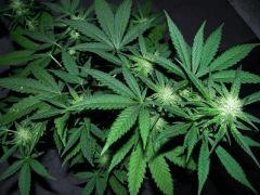 critical (outdoor) cro+0 flo+52