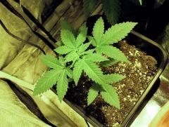 cro+0 flo+21critical onebud
