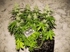 flo+48 skunk#1