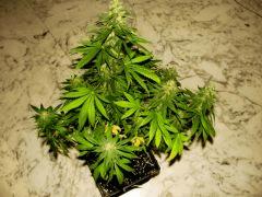 flo+48 skunk#1