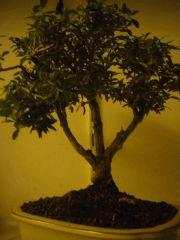 LE SERISSA FOETIDA