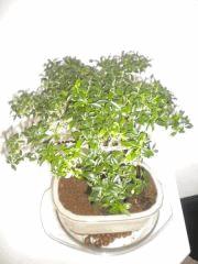 Bonsaï : LE SERISSA FOETIDA