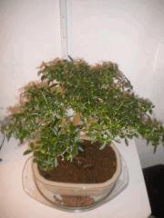LE SERISSA FOETIDA