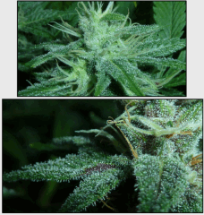 16 macro 4   Copy