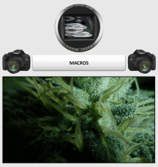 13 macro 1   Copy