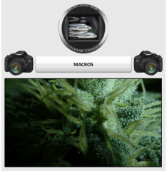 13 macro 1   Copy
