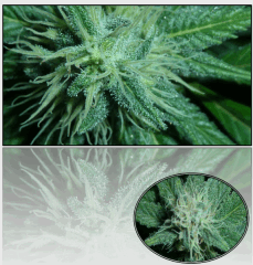 15 macro 3   Copy