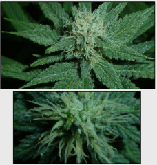 14 macro 2   Copy