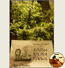 9 legal   Copy