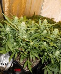 3 C99