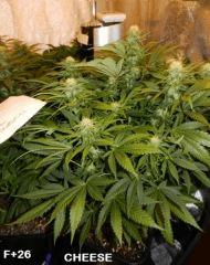 4 DTC