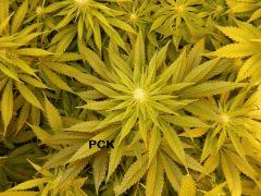 8 PCK