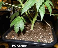 11  PCK