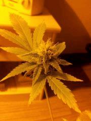 petit bud du skunk 1 ^^