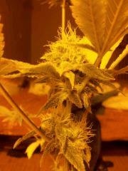 skunk 2
