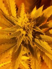 apex du skunk 3