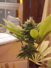 SKUNK 1