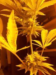 skunk 1