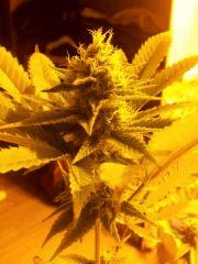 skunk 1
