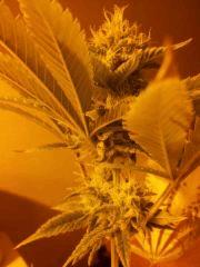 skunk 3