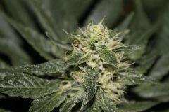 bud5