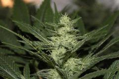 bud1