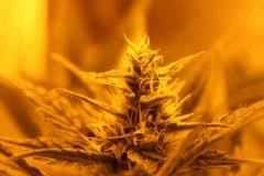 Bud hps7