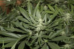 bud16