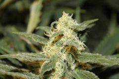 bud9