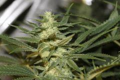 bud12