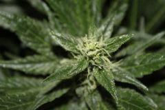 bud3