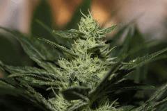bud2