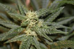 bud14