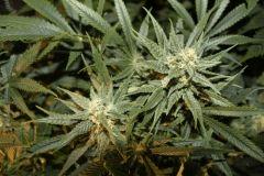 bud15