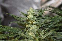 bud8