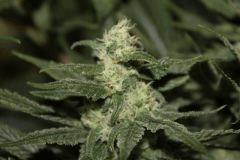 bud23