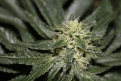 bud20